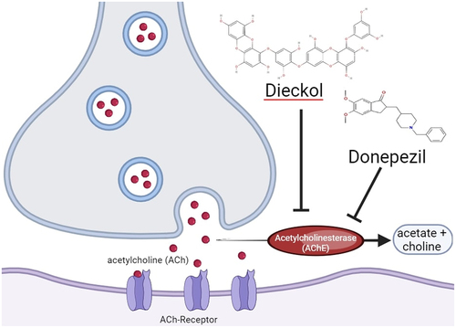 Figure 2. Donepezil and dieckol mechanism of action.