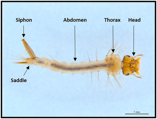 Figure 1. Main body parts of a Culex quinquefasciatus larva.