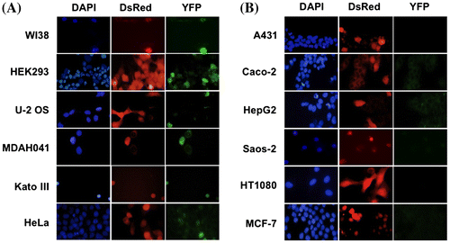 Fig. 2. Evaluation of CycA-p27 interaction by split-YFP fluorescence in various cancer cell lines. WI-38, HEK293, U-2 OS, MDAH041, Kato Ⅲ, HeLa (A) and A431, Caco-2, HepG2, Saos-2, HT1080, MCF-7 (B) cells were co-transfected with 10 μg each of the split-YFP expression vectors and 1 μg of DsRed-expressing vector, and examined under fluorescent microscope. Nuclei were stained with DAPI. Note that the cells in (B) showed no detectable YFP signal.