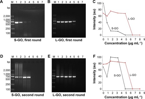 Figure 2 Effect of GO with different sizes on the first- and second-round PCRs.Notes: M: DNA marker. (A) S-GO in the first-round PCR. (B) L-GO in the first-round PCR. (C) PCR band intensity at different concentrations of GO in the first-round PCR. (D) S-GO in the second-round PCR. (E) L-GO in the second-round PCR. (F) PCR band intensity at different concentrations of GO in the second-round PCR. The GO concentration in lanes 1–7 is 0 μg mL−1, 0.8 μg mL−1, 1.6 μg mL−1, 3.2 μg mL−1, 4.8 μg mL−1, 6.4 μg mL−1 and 8.0 μg mL−1, respectively.Abbreviations: GOs, graphene oxides; L-GO, large GO; PCRs, polymerase chain reactions; S-GO, small GO.