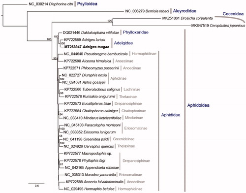 Figure 1. The ML phylogeny of the Aphidoidea, Psylloidea was set as an outgroup and the total aligned length (37 genes) is 15,167 bp.