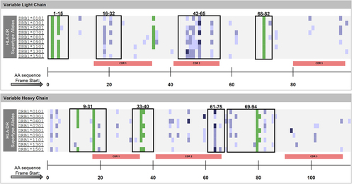 Figure 2. Epitope Map. Input sequences are parsed into overlapping 9-mer frames and each frame is assessed for likelihood to bind to the nine HLA-DR supertype alleles. Blue fill indicates putative class II T cell epitopes for the given frame-by-allele assessment; the strength of the score is indicated by the blue shading. Dark blue indicates assessments in the top 1% of the normal distribution, and medium blue fill indicates scores in the top 5% of the normal distribution. The lightest blue shading indicates scores in the top 10% of the normal distribution and are considered ‘near-misses’. Black outlined boxes indicate the relative positions of T cell epitope clusters, or regions of high epitope density, defined by the ClustiMer algorithm. Green fill indicates T cell epitopes for 9-mer frames that are exactly matched to known regulatory T cell epitopes (tregitopes).