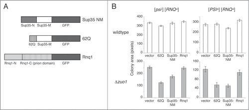 Figure 4. Expression of the glutamine/asparagine-rich proteins 62Q or Sup35NM has little effect on wildtype cells but substantially inhibits the growth of Δzuo1 cells. (A) Schematic of the proteins that were expressed as GFP fusions driven by the inducible Cup1 promoter. (B) Overexpression of 62Q and Sup35NM from the Cup1 promoter on multicopy plasmids reduces the growth of Δzuo1 cells regardless of the [PSI+] prion status of the cell. Over-expression of Rnq1, which has a C-terminal prion domain, from the Cup1 promoter on a centromeric plasmid has little effect on the growth of Δzuo1 cells. Error bars represent the standard error of the mean (n = 25−50).