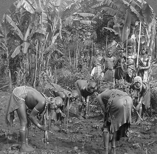 Figure 5.  ‘Maidens of a Kikuyu tribe planting beans—warriors on police duty’ [#10550/Keystone from U&U].