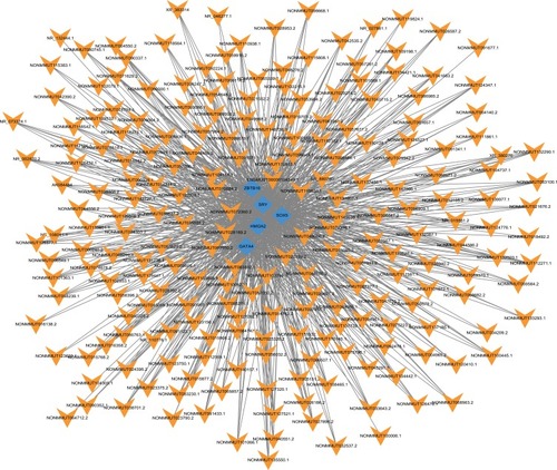 Figure 4 Network of the top 40 most related LncRNA-Transcription factors (TFs) pairs (the most 5 related lncRNA-TFs pairs according to the P value). Orange arrow: TFs; Blue diamonds: lncRNAs.