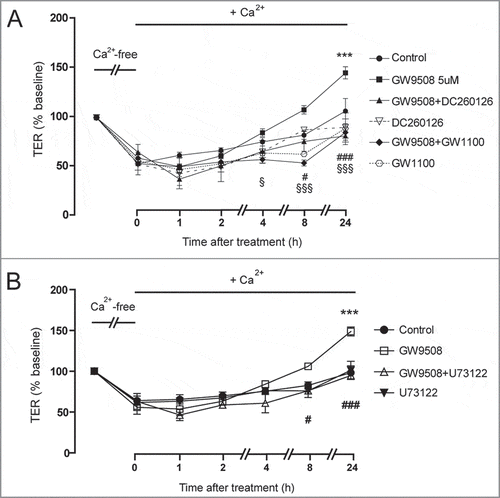 Figure 4. Roles of GPR40 and PLC in mediating GW9508-induced tight junction assembly. Cells were cultured for 16 h in Ca2+-free media. TER of Calu-3 cell monolayers was then measured after replacement of Ca2+-free media with the media containing Ca2+ plus vehicle or GW9508 (5 μM). (A) Role of GPR40. Cells were pretreated with GPR40 antagonists DC260126 (3 μM) or GW1100 (3 μM). (B) Role of PLC. Cells were pretreated with PLC inhibitor U73122 (20 μM). Data are expressed as means of % baseline TER ± S.E.M (n = 6). *** p < 0.001 compared with vehicle-treated group. # p < 0.05; ### p < 0.001 compared with GW9508-treated group. § p < 0.05; §§§ p < 0.001 compared between GW9508-treated and GW9508 + GW1100-treated groups (two-way ANOVA).