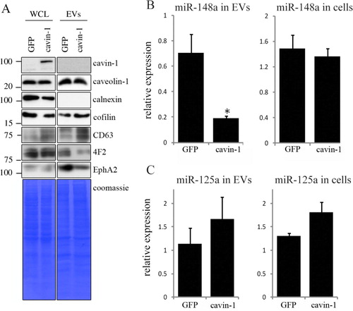 Fig. 1.  Cavin-1 altered EV proteins and EV miR-148a with no effect on total cellular levels. (A) EVs and whole cell lysates (WCL) were collected from GFP-PC3 and cavin-1-PC3 cells and analysed by Western blot with the indicated antibodies. EV preparations were free from ER protein calnexin. Equal loading was shown by Coomassie staining. Images are representative of 3 biological replicates. Raw images of the western blots are available in figures in Supplementary file. (B) Cavin-1 alters the miRNA content of EVs. Real-time qPCR was performed on cDNA synthesized from equal amounts of RNA extracted from GFP-PC3-EVs and cavin-1-PC3-EVs or total cell lysates. Bar graphs show the mean relative expression±SEM of miR-148a was significantly decreased in cavin-1-PC3-EVs compared to GFP-PC3-EVs (p=0.02, n=3) but expression of miR-148a was unaffected in cells. (C) In contrast, miR-125a was not significantly different between GFP-PC3-EVs and cavin-1-PC3-EVs (n=3).