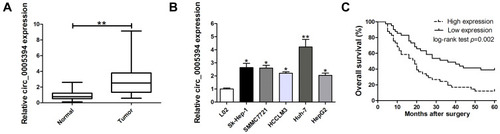 Figure 1 Relative expression of circ_0005394 in HCC tissues and cell lines and its clinical significance. (A) Relative expression of circ_0005394 in HCC tissue samples and their paired non-cancerous tissue samples measured by qRT-PCR. (B) Relative expression of circ_0005394 in HCC cell lines and normal cell line measured by qRT-PCR. (C) Kaplan–Meier analysis was used to investigate the prognostic role of circ_0005394 in HCC patients. * P<0.05, ** P<0.01.