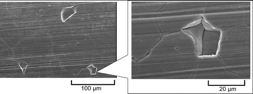 Figure 4. SEM images of a 316L SS specimen (with γ-ray irradiation for 500 h and Fe2O3 filling; crevice gap, 0.2 mm) [Citation6].