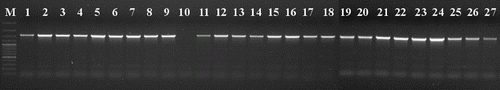 Figure 1. Detection of VvMybA1a allele (containing Gret1 retrotransposon). M: DNA molecular weight marker (Fermentas GeneRuler 100 bp Ladder Plus / 3000 bp, 2000 bp, 1500 bp, 1200 bp, 1031 bp, 900 bp, 800 bp, 700 bp, 600 bp, 500 bp, 400 bp, 300 bp, 200 bp, 100 bp); Lane 1: Lisztes piros; Lane 2: Lisztes fehér; Lane 3: Bakator piros; Lane 4: Bakator tüdőszínű; Lane 5: Gohér piros; Lane 6: Gohér fehér; Lane 7: Gohér változó; Lane 8: Furmint piros; Lane 9: Furmint fehér; Lane 10: Bajor kék; Lane 11: Bajor feketefájú; Lane 12: Bajor szürke; Lane 13: Sárpiros; Lane 14: Sárfehér; Lane 15: Járdovány fekete; Lane 16: Járdovány fehér; Lane 17: Chasselas rouge; Lane 18: Chasselas blanc; Lane 19: Pinot noir; Lane 20: Pinot gris; Lane 21: Pinot blanc; Lane 22: Traminer red; Lane 23: Traminer; Lane 24: Merlot; Lane 25: Merlot gris; Lane 26: Delaware red; Lane 27: Delaware white.