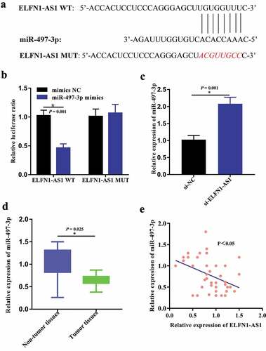 Figure 4. ELFN1-AS1 targeted miR-497-3p in SKOV3 cells. (a) Lncbase v2 suggested that there existed predicted complementary sequences between miR-497-3p and ELFN1-AS1. (b) Luciferase reporter assay detected that co-transfection with ELFN1-AS1-wt and miR-497-3p mimic greatly reduced the luciferase activities compared with ELFN1-AS1-mut and miR-497-3p mimic, *P < 0.05. (c) miR-497-3p expression was significantly upregulated in OV cells after inhibition of ELFN1-AS1, *P < 0.05. (d) The expression level of miR-497-3p in OV tissues significantly lower than those in the adjacent non-tumor tissues, *P < 0.05. (e) The expression of miR-497-3p was inversely correlated with ELFN1-AS1 expression in OV tissues.