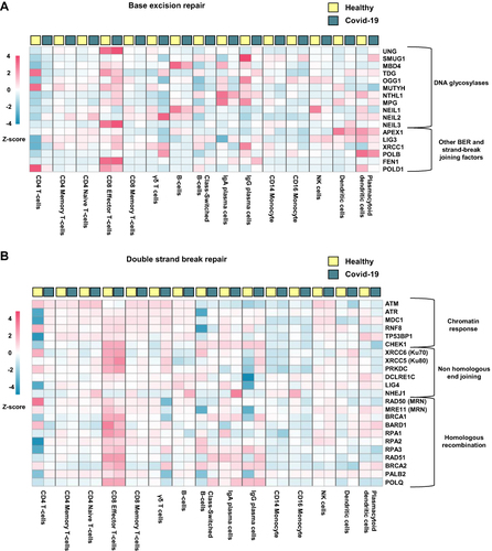 Figure 4 Cellular expression of DNA repair genes in hospitalized Covid-19 patients. Heatmaps generated from publicly available single cell RNA sequencing data (GSE174072) showing genes involved in (A) Base excision repair and (B) Double strand break repair. Hospitalized Covid-19 (n = 7), healthy controls (n = 6).