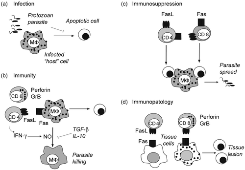 Figure 1.  Apoptosis in protozoan infection. (a) Parasite infection. Protozoan parasites invade and multiply within host cells. Inhibition of host cell apoptosis by parasites contributes to the establishment of infection. (b) Cell-mediated immunity. CD8 T cells releasing perforin- and GrB-containing granules, and CD4 T cells expressing FasL induce apoptosis of infected cells. In addition, both CD4 and CD8 T cells secrete IFN-γ and activate macrophages to produce NO, which kills parasites. Cytokines TGF-β and IL-10 antagonize IFN-γ effects on macrophages and favor infection. (c) T-cell apoptosis. Activated CD4 and CD8 T cells express Fas and FasL and undergo activation-induced cell death. Either the disappearance of T cells or the effect of apoptotic cells on macrophages result in defective immune responses. Apoptotic cells induce macrophages to produce TGF-β, which increases parasite replication within infected macrophages. (d) Tissue lesion. CD8 T cells and CD4 T cells infiltrate tissues and kill both infected and non infected cells, causing tissue dysfunction.