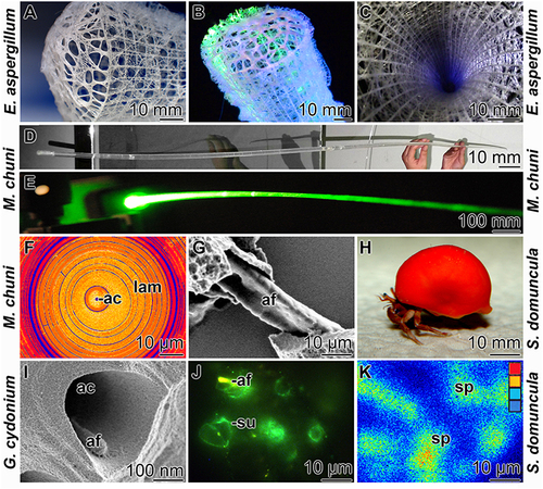 Figure 2 The siliceous sponges and their silica skeletons. (A–C) The hexactinellid sponge E. aspergillum; in (B), the silica cage is illuminated with a laser beam. (D and E) The hexactinellid Monorhaphis chuni with its up to 3 m large giant basal spicule; in (E), the silica rod is illuminated with green laser light. (F) Cross break through a giant basal spicule showing the central axial canal (ac) and the surrounding lamellae (lam). (G and H) A tylostyle spicule harboring (G) the central axial filament (af) of (H) the demosponge S. domuncula. (I) A broken aster spicule from the demosponge G. cydonium exposing the axial filament (af) in the axial canal (ac). (J) Cross break of a tissue unit from S. domuncula showing the immunostained silica-forming enzyme, silicatein, in the axial filament (af) and also on the surface (su) of the tylostyle. (K) Cryosection through a S. domuncula tissue unit; the transition in color from blue to orange reflects the increase in ATP level around the spicules (sp).