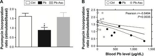 Figure 4 The decrease in the ratio of stimulated to basal protein translation in synaptoneurosomes is significantly correlated with increases in blood Pb levels.