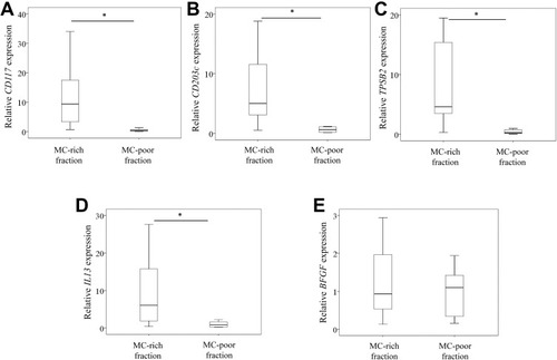 Figure 3 Expression of MC markers, BFGF and IL13 in mast cells. CD117 (A), CD203c (B), TPSB2 (C), IL13 (D), and BFGF (E) expression levels in mast cell (MC)-rich (THY-1-CD3-CD14-CD19-) and MC-poor (THY-1+, CD3+, CD14+, or CD19+) fractions. *P<0.05. P values are indicated.