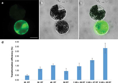 Fig 2. Transient GFP expression in protoplasts of Micrasterias radians var. evoluta (a–c) and the effect of different transfection conditions on the transformation efficiency (d). Fluorescent microscopy pictures show GFP fluorescence (a), bright field (b) and merged images (c) of the protoplasts (Zeiss Axio Imager A2). Protoplasts were transformed with the plasmid pAW001 containing endogenous promoter pMrACT1. The DNA amount was 20 µg for each transfection. The volume of protoplast suspension for transfection assay was 200 µl. The survival rates (no. of surviving cells related to the initial no. of protoplasts) were: 85.0% for the 20 RT; 84.0% for 30 RT; 82.5% for 40 RT; 78.2% for 50 RT; 83.9% for 1 HS + 29 RT; 82.6% for 3 HS + 27 RT; 81.6% for 5 HS + 25 RT. Scale bar, 20 µm. The numbers below x-axis (d) designate the duration of the transfection incubations in minutes, RT – room temperature; HS – 42°C heat shock. The transformation efficiency shows mean values with SD from three replicates