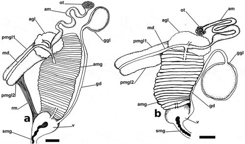 Figure 2. Female reproductive system. (a) Papawera zelandiae, Hokianga, Northland, New Zealand, (AM 79176, H = 11 mm). (b) Papawera maugeansis, Curlewis Reef, Clifton Springs, Victoria, Australia (ZMBN 125459 ex NVM F194630, H = 5.7 mm). Abbreviations: agl, albumen gland. am, ampulla. amg, anterior mucous gland. gd, gameloytic duct. ggl, gametolytic gland. md, medial duct. ot, ovotestis. pmgl1, posterior mucous gland lobe 1, pmgl2, posterior mucous gland lobe 2. rm, retractor muscle. smg, external seminal groove. v, vestibule. Scale bars: a, b = 0.5 mm