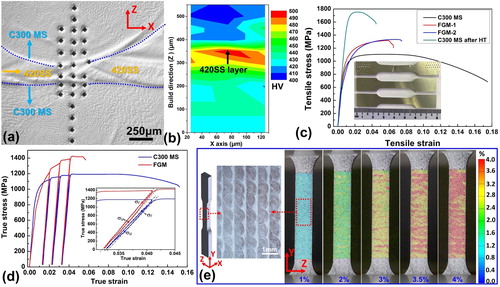 Figure 4. The mechanical performance and deformation behaviour of the layerwise-heterostructured FGMs. (a) OM image showing the micro-hardness indentations crossing several layers, (b) hardness distribution map of the selected region in (a), (c) engineering tensile stress–strain curve of the C300 MS and FGMs, (d) true stress–strain curves of C300 MS and FGM samples during loading–unloading tests, and (e) strain distribution maps in different stage monitored by DIC.