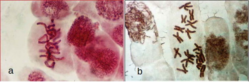 Figure 2. (a) A. cepa L. metaphase in preparation without colchicine. (b) A. cepa L. metaphase chromosome (2n = 16) pretreated with colchicine.