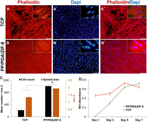 Figure 3 Proliferation potential of DPSCs on the ZIF-8 modified substrate. Cytoskeletal F-actin staining of DPSCs cultured on (A) TCP and (B) PP/PDA/ZIF-8 substrates after seven days. F-actin filaments were visualized via labeling with phalloidin-TRITC (red), and nuclei were stained with DAPI (blue). Scale bar = 200 µm. The insets are showing a higher-magnification view of the larger image. Scale bar = 20 µm. (C) Quantification analysis of cell number (black bar) and cell spread area (brown bar) of phalloidin-stained cells after a week. (D) Investigation of the proliferation rate of cultured DPSCs via analysis of cellular metabolic activity with MTS assay over seven days.