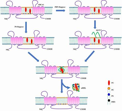 Figure 6. Schematic illustration of PIP2-induced apoA-I unfolding model.