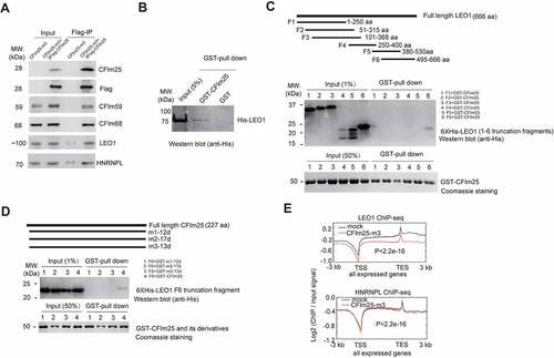 Figure 5. CFim25 interacts with LE01 and impacts the DNA genomic binding profiles of LE01. (A) Western blot analysis of the abundance of indicated proteins in Flag-IPed sample. Flag- IP was performed using extracts from CFim25-m and CFim25 (m + 3XFiag-CFim25 overexpression) H9 cells. Input: 1% of the lysates for IP. The primary antibody for CFim25 is from santa cruz (sc-81,109). (B) GST pull down assay using recombinant GST/GST-CFim25 and His-LE01 protein. The pull-down efficiency was estimated with western blot analysis using the anti-His antibody . (C) Schematic representation of full length human LE01 protein and truncation fragments (F1-F6) (upper). Truncation fragments were fused to pET-28a vector (BamHI and Xhol) for recombinant His-tag protein expression . At least three independent experiments have been performed, and a representative western blotting result of GST-pull down assay using anti- His antibody is shown in the middle picture. As the bait protein, recombinant GST-CFim25 was stained with Colloidal Coomassie G-250 (Bottom) . The percentage of input is indicated in the bracket.(D) Schematic representation of human CFim25 protein in CFim25-mutants (m1-12d/m2-17d/m3-13d represent the 12/17/13 amino acids deletion/mutation proteins produced in CFim25-mutant (m1-m3) cells respectively (upper). Full length and mutant CFim25 proteins were fused to pGEX-4T3 vector (BamHI and Xhol) for recombinant GST-tag protein expres- sion. In the GST pull-down assay, recombinant His-tag LE01-F6 protein was used as the prey protein. At least three independent experiments have been performed, and a representative western blotting result of GST-pull down assay using anti-His antibody is shown in the middle picture. GST-fused bait proteins are stained with Colloidal Coommassie G-250. The percent- age of input is indicated in the bracket. (E) Meta-gene plots of LE01 ChiP-seq and HNRNPL ChiP-seq reads for actively expressed genes in mock and CFim25-m cells. K-S test was used to examine the significance of the difference between the two plots.