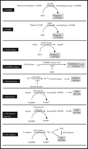 Figure 2. Schematic illustration of the reaction schemes for the biomarker assays.