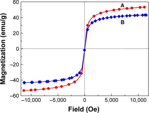 Figure 5 Magnetization curves of iron oxide magnetic nanoparticles (A) and phytic acid-loaded chitosan-iron oxide magnetic nanoparticles (B) recorded at room temperature.Abbreviation: Oe, oersted.