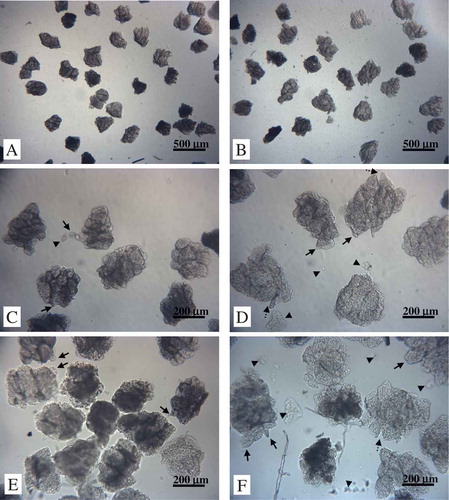 Figure 6. Light microscopy observations of rice flour particles of pretreated-aged rice. (A) Heated at 75°C in distilled water (40×), (B) heated at 75°C in 50 mmol·L−1 ascorbic acid solution (40×), (C) heated at 75°C in distilled water (100×), (D) heated at 75°C in 50 mmol·L−1 ascorbic acid solution (100×), (E) heated at 95°C in distilled water (100×), and (F) heated at 95°C in 50 mmol·L−1 ascorbic acid solution (100×). Swelling point (arrow), separating gap (dotted arrow), and separated fragment (arrowhead).