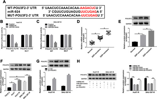 Figure 6 POU3F2 was directly targeted by miR-924. (A) Schematic of the miR-924-pairing sequence within the 3ʹUTR of POU3F2 mRNA and mutated the miR-924-pairing sites. (B and C) Relative luciferase activity in Huh7-R and SNU-387-R cells cotransfected with POU3F2 3ʹUTR wild-type (POU3F2-3ʹUTR WT) or mutant-type (POU3F2-3ʹUTR MUT) luciferase reporter construct and miR-924 mimic or miRNA NC mimic. POU3F2 mRNA and protein levels by qRT-PCR and Western blot in healthy hepatic tissues, HCC tissues from primary patients (DDP-sensitive) and recurrent patients after treatment with DDP-based chemotherapy (DDP-resistant) (D and E), THLE-2, Huh7, SNU-387, Huh7-R and SNU-387-R cells (F), Huh7-R and SNU-387-R cells transfected with pc-POU3F2 or pc-NC (G), Huh7-R and SNU-387-R cells transfected with miRNA NC mimic, miR-924 mimic, miR-924 mimic+pc-NC or miR-924 mimic+pc-POU3F2 (H). *P < 0.05 by a two-tailed Student’s t-test or ANOVA followed by Tukey-Kramer post hoc test.