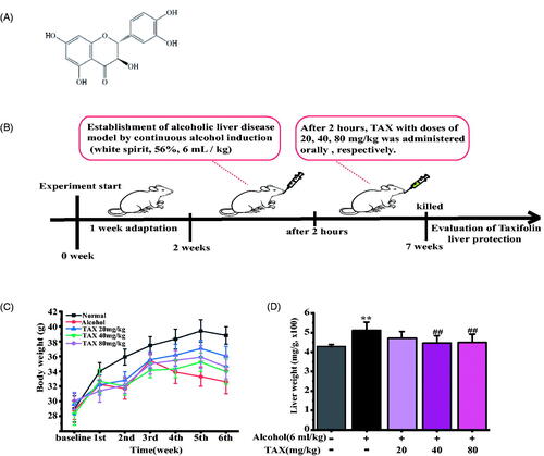 Figure 1. (A) Chemical structure of taxifolin (TAX). (B) The experimental process. (C) Effect of TAX on body weight change among different experimental groups. (D) Liver weight among different experimental groups. Data are mean ± SD. n = 10 per group. **p < 0.01, *p < 0.05 vs. Normal group; ##p < 0.01, #p < 0.05 vs. alcohol group.