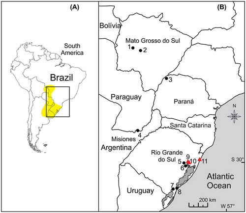 Figure 1. (A) Distribution of Crenicichla lepidota [Citation10]. (B) Map showing the localities of C. lepidota with known cytogenetic data: 1 = Miranda [Citation17] and 2 = Comprida Lake, Aquidauana [Citation11] both belonging to the Upper Paraguay River basin (MS, central Western Brazil); 3 = Porto Rico [Citation9], Paraná River Basin (PR, southern Brazil); 4 = Posadas [Citation20], Paraná River (Misiones, northwestern Argentina); 5 = Agronomic Experimental Station of UFRGS and 6 = Capivara Stream [Citation23] both from hydrographic system of the Patos Lagoon (Rio Grande do Sul, southern Brazil); 7 = São Gonçalo Stream and 8 = Polegar Lake [Citation22], southern Patos Lagoon; 9 = Saco da Alemoa, 10 = Gasômetro [Citation23] and 11 = Quadros Lagoon [present study]. Localities 9 to 11 (in red) presented B chromosomes.