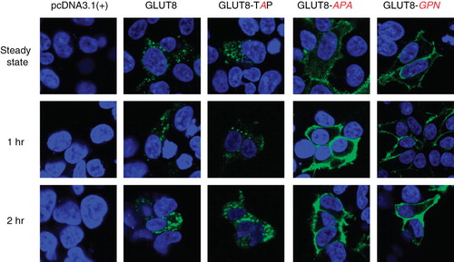 Figure 6. Cell surface associated GLUT8 and GLUT8TAP are internalized and trafficked to an intracellular compartment. HEK293 cells were transiently transfected with GLUT8-HA, GLUT8-TAP-HA, GLUT8-APA-HA, or GLUT8-GPN-HA. At steady state, GLUT8-HA and GLUT8-TAP-HA predominantly reside in an intracellular compartment. GLUT8-APA-HA and GLUT8-GPN-HA reside in the plasma membrane. A monoclonal HA antibody was added to the cell culture media and incubated for 1 h, or washed out after 1 h and cultured for an additional hour (2 h). At both the 1-h and 2-h time points, GLUT8-HA and GLUT8-TAP-HA are internalized from the cell surface and redirected to an intracellular compartment. After 1 and 2 h in culture, a majority of the labeled GLUT8-APA-HA and GLUT8-GPN-HA remains associated with the plasma membrane (n = 3). Images were obtained using a 60× oil objective lens.
