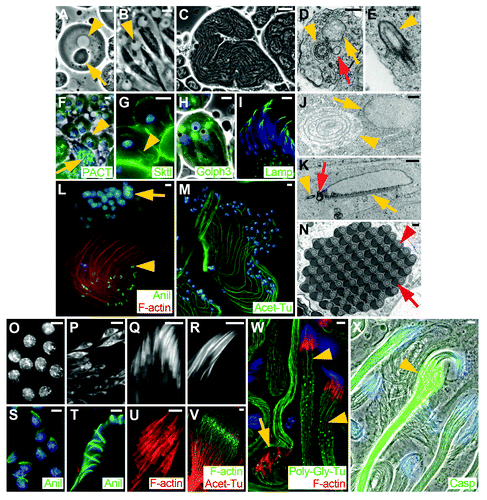 Figure 2. Micrographs illustrating selected stages of Drosophila spermiogenesis. (A) Round spermatid in onion stage with nucleus (arrowhead) and nebenkern (arrow). (B) Early elongated spermatids. Each nucleus contains a protein body (dark dot, arrowhead). (C) Mid elongated spermatid cyst. (D) Cross section of a mid elongated spermatid showing the axoneme (arrowhead), the major mitochondrial derivative starting to fill with paracrystalline material (arrow) and the minor mitochondrial derivative (red arrow). (E) Longitudinal section through a centriole near the cell periphery, showing the membrane cap (ciliary sheath, arrowhead). (F) Round spermatids (arrowhead) and late elongated cyst (arrow) showing basal bodies marked by GFP-PACT (green). (G) Round spermatids showing the ciliary membrane (arrowhead) contiguous with the plasma membrane marked by YFP-Skittles (green). (H) Early elongated spermatids showing the acroblast marked by Golph3-GFP (green). (I) Mature sperm nuclei showing the acrosome marked by GFP-Lamp (green). (J) Cross section through an onion stage spermatid. The nebenkern consists of two mitochondrial derivatives organized in concentric shells (arrowhead). The nucleus is only partially surrounded by a double membrane (arrow), where nuclear pores are located. (K) Longitudinal section showing a partially elongated nucleus, with basal body (arrowhead) and centriolar adjunct (red arrow) attached and with the dense body localized along one side of the nucleus (arrow). (L) Mid elongated cyst showing polarized spermatids, with nuclei at one end (arrow) and ring canals at the other (growing) end (arrowhead). Axonemes are marked by F-actin (phalloidin, red) and ring canals by anillin (green). (M) Mid elongated cyst showing polarized spermatids. Axonemes are marked by acetylated α-tubulin (green), which indicates stable microtubules. (N) Cross section through a cyst of individualized sperm, each with a nebenkern (black half circle, red arrow) and an axoneme (circle, red arrowhead). (O) Round spermatid nuclei. (P) Early elongated nuclei in leaf stage. (Q) Canoe stage nuclei. (R) Individualized nuclei. (S) Round nuclei showing dense bodies marked by anillin (green). (T) Canoe stage nuclei showing dense body marked by anillin (green). (U) Investment cones marked by F-actin (phalloidin, red). (V) Growing end of a late stage elongated spermatid cyst showing axonemes marked by acetylated α-tubulin (red) and the elongation complex marked by F-actin (phalloidin, green). (W) Elongated spermatid cysts in the individualization stage. Two cysts are at the beginning of individualization (arrowheads), whereas one cyst has just finished individualization and has a waste bag (arrow). Fully elongated axonemes are posttranslationally modified by polyglycylation (green). Investment cones are marked by F-actin (phalloidin, red). (X) Elongated cysts in various stages of individualization marked by activated Caspase 3 (green). The cystic bulge is visible in one of the cysts (arrowhead). (A-C) Phase-contrast images of live squashed preparations. (D, E, J, K, N) Transmission electron micrographs. (F, H) Merged phase-contrast and epifluorescence micrographs of live squashed preparations. (G, I, L, O, Q-T) Epifluorescence micrographs of fixed preparations. (M, P, U-V) Scanning confocal micrographs of fixed preparations. (W) Deconvolved confocal micrograph of fixed preparations. (X) Merged phase-contrast and epifluorescence micrograph of a fixed preparation. (F-I, L, M, S-T, W, X) Blue represents DNA stained with DAPI (in fixed preparations) or with Hoechst (in live squashed preparations). Scale bars = 1 μm in (J-K); = 5 μm in (A-B, F-I, L-M, O-X); = 20 μm in (C); = 200 nm in (D-E, N).