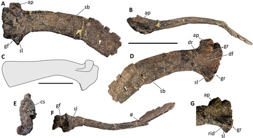 Figure 26. Comptonatus chasei gen. et sp. nov. (IWCMS 2014.80). Right scapula in A, medial, B, dorsal, C, reconstruction based on a composite of right and left scapulae, D, lateral, E, anterior, F, ventral and G, distal ventrolateral views. Abbreviations: ap, acromial process; cs, coracoid suture; df, deltoid fossa; dr, deltoid ridge; gf, glenoid fossa; gr, groove; rid, ridge; sb, scapular blade; sl, scapular labrum (ventral buttress); #, fracture. Scale bars represents 100 mm.