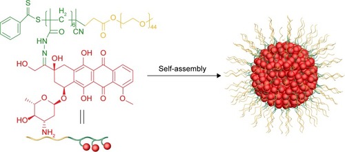 Figure 6 Formation of mPEG-b-Dox micelles.Abbreviations: mPEG, methoxy polyethylene glycol; Dox, doxorubicin.