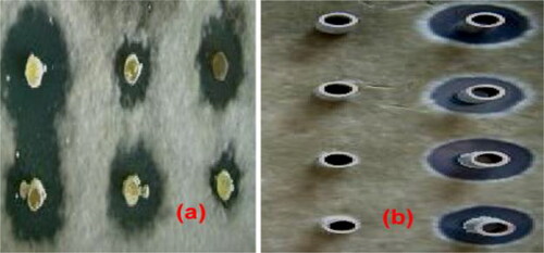 Figure 4. In-vitro antifungal assay. (a) Direct method of antifungal assay: strain TA-47 directly challenged with M. grisea. (b) Oxford cup method antifungal assay: fermented broth from strain TA-47 was challenged against M. grisea.