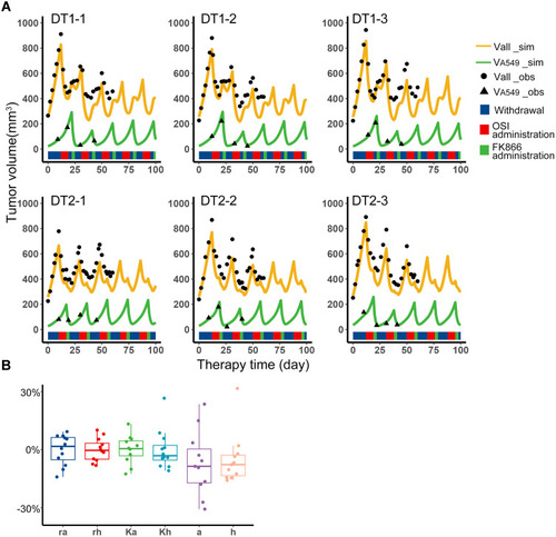 Figure 3 Fixed periodic treatment plan implemented in animal experiment. (A) Tumor volume versus therapy time in the experiment. The first row was the three representative samples from the DT1 group, which adopted the O-W-F-W plan. The second row was the three representative samples from the DT2 group which adopted the O-F-W plan. The black dots were the observations of total volume, and the black triangle was the observations of A549 volume. The experiment has been performed for 60 days, so the observations were collected to the 60th day. The yellow curves were the simulation results of total volume, and the green curves were the simulation results of A549 volume. The blue, red and green color bands below the curves represent the withdrawal, administration of osimertinib and FK866, respectively. (B) Distribution of individual parameters of experiment samples. Boxplot of biological parameters of experiment samples obtained from individual empirical Bayes estimates.