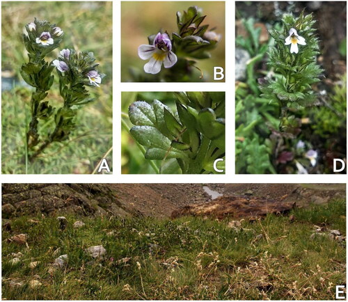 Figure 10. Photographs of Euphrasia ultima and its closest relative, E. minima. (A–C) diploid E. ultima from the locus classicus, (D) tetraploid E. minima, (E) habitat of E. ultima.