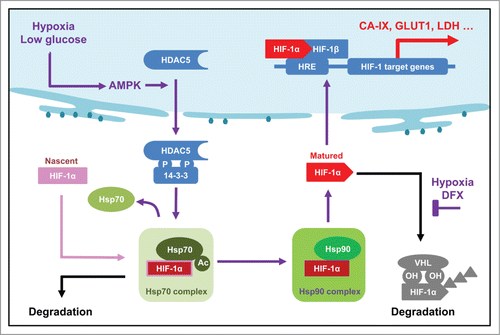 Figure 9. Updated model showing the role of AMPK-HDAC5 in HIF-1 activation as a response to hypoxia. Hypoxia-induced decrease of ATP level is couple to an increase of AMP levels, which activates AMPK. HDAC5 is phosphorylated by AMPK and exported to cytosol, where it deacetylate Hsp70, facilitates the transfer of Hsp70 associated HIF-1α to Hsp90 complex to complete the maturation process. Therefore, lack of cytosolic HDAC5 causes hyperacetylation of Hsp70, thereby deregulating Hsp70-HIF-1α interaction, leading to an increase of pre-mature HIF-1α in the cytosol and an inhibition of nuclear accumulation of HIF-1α.