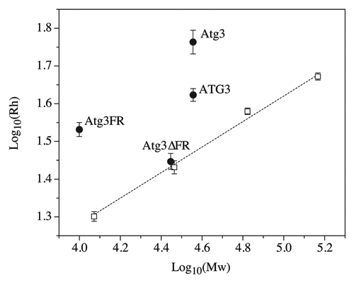 Figure 2. Dependence of log(Rh) on log(Mw) for disordered and ordered proteins. Black circles, Atg3/ATG3 proteins; white squares, globular standard proteins (carbonic anhydrase, cytochrome c, bovine serum albumin, and alcohol dehydrogenase). The hydrodynamic radii (Rh) were determined by dynamic light scattering and molecular masses were calculated from the corresponding amino acid sequences.