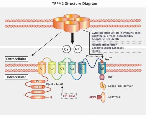 Figure 1. TRPM2 consists of four subunits and has six transmembrane domains with a reentry loop between the fifth and sixth helices. The N termini and C termini are located in the intracellular loops. The intracellular N-terminus includes four highly conserved common regions and an IQ motif that binds CaM and Ca2+. The intracellular C-terminus contains a TRP box (TRP), a coiled-coil domain (CCD), and the nucleoside diphosphate-linked moiety X-type homology motif (NUDT9-H)