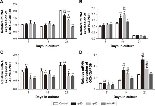 Figure 9 Gene expression profile of osteogenic differentiation related gene of hWJ-MSCs cultured with HAPs. (A) RUNX-2; (B) Col I; (C) ALP; (D) OCN. *P<0.05; **P<0.01 versus control group, &P<0.05; &&P<0.01 versus m-HAP group, #P<0.01 versus np20 group. Cells without HAPs treatment were set as the control group.Abbreviations: hWJ-MSCs, human umbilical cord Wharton’s jelly-derived mesenchymal stem cells; HAPs, hydroxyapatite particles; ALP, alkaline phosphatase; np20, hydroxyapatite nanoparticles 20 nm in diameter; np80, hydroxyapatite nanoparticles 80 nm in diameter; m-HAP, micro-sized HAP particles; HAP, hydroxyapatite.