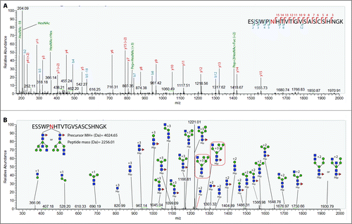 Figure 3. Representative CID and HCD spectra of H1 glycopeptides. (A) Annotated HCD spectrum of glycopeptide ESSWPNHTVTGVSASCSHNGK. The spectrum exhibits the diagnostic oxonium ion at 204.08 m/z and the presence of b and y ions derived from backbone fragmentation. (B) Annotated CID spectrum of glycopeptide ESSWPNHTVTGVSASCSHNGK with an attached glycan with a HexNAc(4)Hex(5)Fuc(1) composition. Sequential glycan fragmentation is predominant in the spectrum and allows for the validation of predicted glycan composition. The presence of a core fucose can be confirmed by the detection of ion Pep+2HexNAc-Fuc in both the HCD and CID spectra.