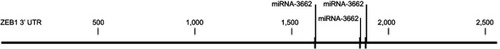 Figure 2 miR-3662 binding targets in ZEB1 mRNA’s 3ʹ UTR. The three binding sites of miR-3662 ZEB1 mRNA’s 3ʹ UTR.