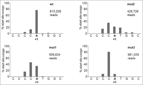 Figure 4. Transcription start site usage in AgoshRNA constructs. SOLiD deep sequencing was performed on the wt and mut 1, 2 or 3 AgoshRT5 constructs. The natural starting position is marked as +1.