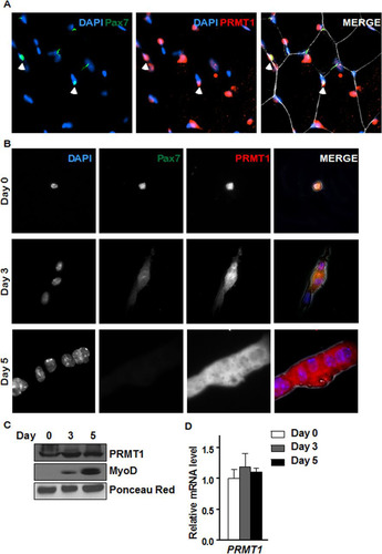 FIG 2 PRMT1 is expressed in quiescent and differentiating MSCs. (A) Immunofluorescence of tibialis anterior muscle cross-section from 6-week-old wild-type mice immunostained for PRMT1 and Pax7. The nuclei were stained with DAPI. (B) Differentiation assay of MACS-isolated MSCs fixed right after isolation (day 0) or cultured for 3 to 5 days prior to fixation, immunostained for PRMT1 and Pax7, and visualized by fluorescence microscopy. The nuclei were stained with DAPI. (C) Cell lysates were prepared from MACS-isolated MSCs 0, 3, and 5 days in culture and immunoblotted with anti-PRMT1 or anti-MyoD. Ponceau red staining of a band is shown to confirm equivalent loading. (D) RNA was extracted from MACS-isolated MSCs at 0, 3, and 5 days of culture, and the levels of PRMT1 were measured by RT-qPCR and normalized to the average of GAPDH, R18S, and TBP.