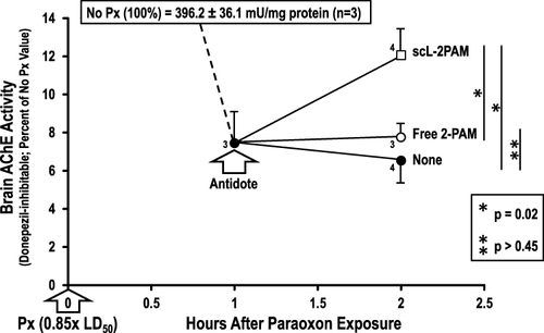 Figure 4 Reactivation of AChE by scL-2PAM. BALB/c mice were exposed to paraoxon (Px) at 0.85x LD50. At 1 hour after the paraoxon administration, brains were removed and processed for AChE activity assays. At 1 hour, other groups received either no antidote or free 2-PAM or scL-2PAM with oxime given at 25 mg/kg. After an additional hour (2 hours post-paraoxon), brains were removed and processed for AChE activity assays. Shown are average AChE activity levels expressed as percentage of the value in naïve mice (ie, no paraoxon exposure; n=3) where the value was 396.2 ± 36.1 mU/mg protein. Data are expressed as mean values ± SEM. Only the scL-2PAM treatment group displayed a statistically significant increase in AChE activity after administration of the antidotes compared to the AChE activity seen prior to the antidote administration. Numbers beside each data point represent the number of mice that generated that data point with p values provided for pairwise comparisons of the average AChE activities at 2 hours.