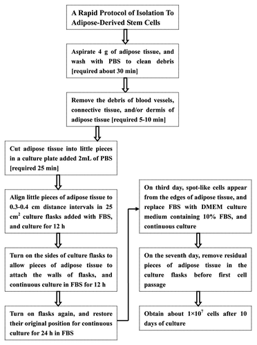 Figure 6. Isolation procedure of human ADSCs with technique flowcharts. No centrifugation and collagenase digestion are required in our isolation protocols for ADSCs from human adipose tissue, and multiple steps and intensive efforts are also decreased, but large numbers of ADSCs can be harvested by this new method.